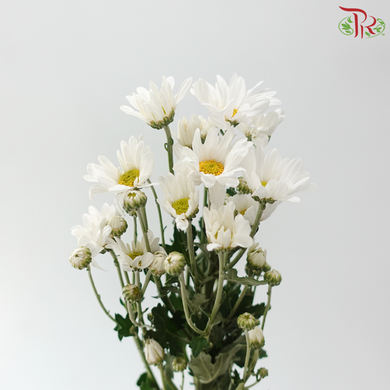 Chrysanthemum Pompom - Daisy Mammoth White (12 Stems)
