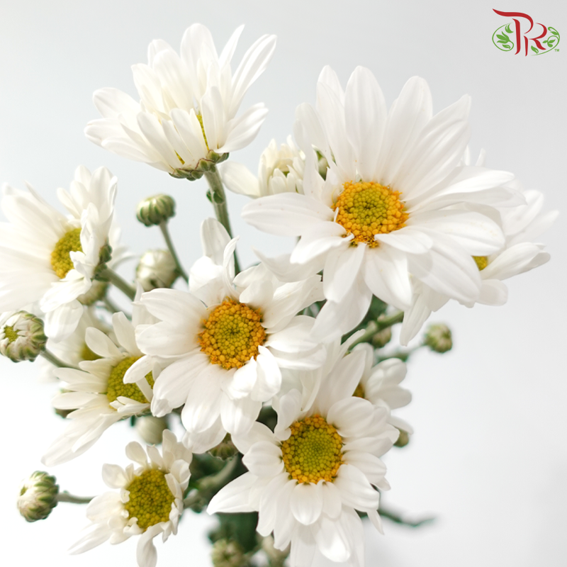Chrysanthemum Pompom - Daisy Mammoth White (12 Stems)