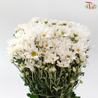 Chrysanthemum Pompom - Daisy Mammoth White (12 Stems)
