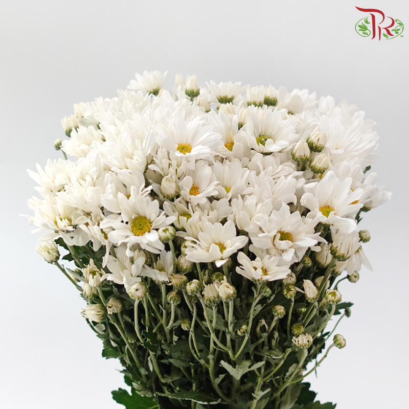 Chrysanthemum Pompom - Daisy Mammoth White (12 Stems)