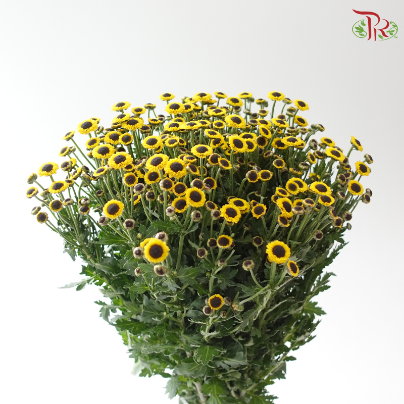 Chrysanthemum Pom Pom - Yin Yang Yellow  (12 Stems)