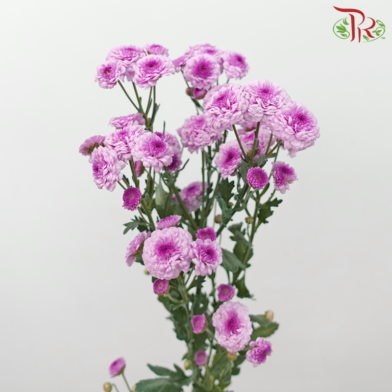 Chrysanthemum Button Pompom -  Purple (Per Bunch) - Pudu Ria Florist