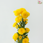 Chrysanthemum Pompom 225 - Yellow (12 Stems)