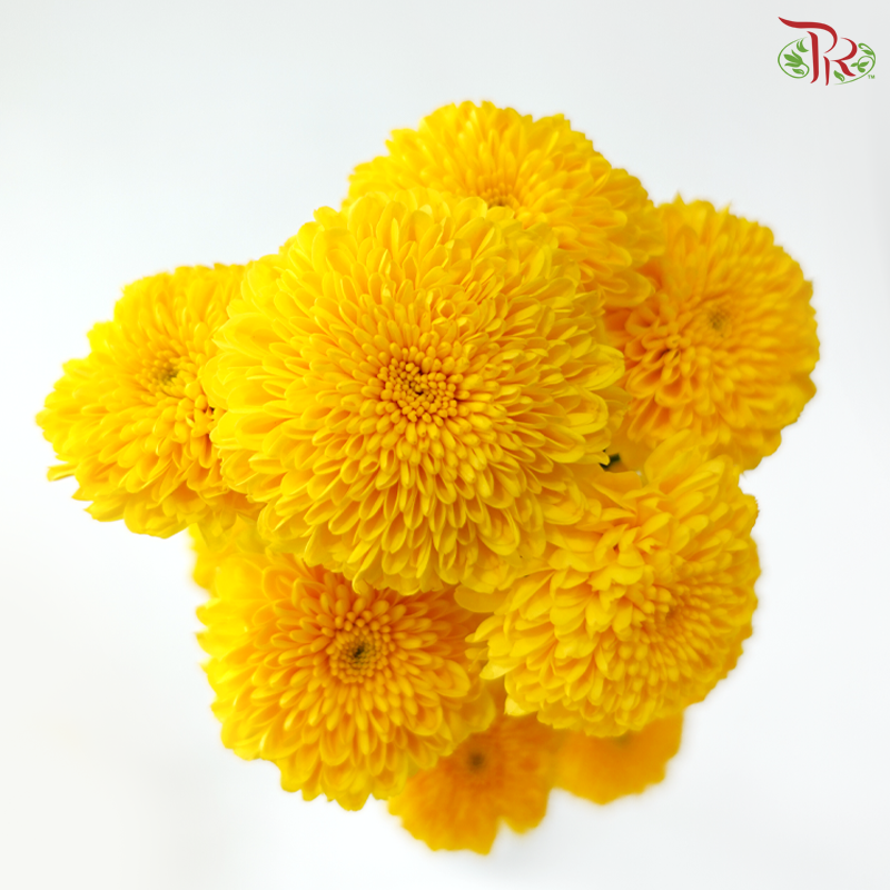 Chrysanthemum Pompom 225 - Yellow (12 Stems)