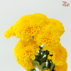 Chrysanthemum Pompom 225 - Yellow (12 Stems)