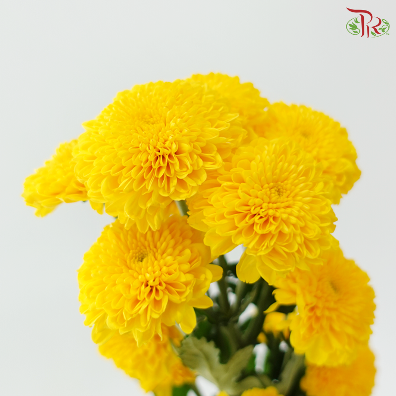 Chrysanthemum Pompom 225 - Yellow (12 Stems)