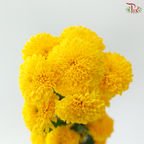 Chrysanthemum Pompom 225 - Yellow (12 Stems)
