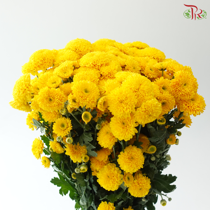 Chrysanthemum Pompom 225 - Yellow (12 Stems)