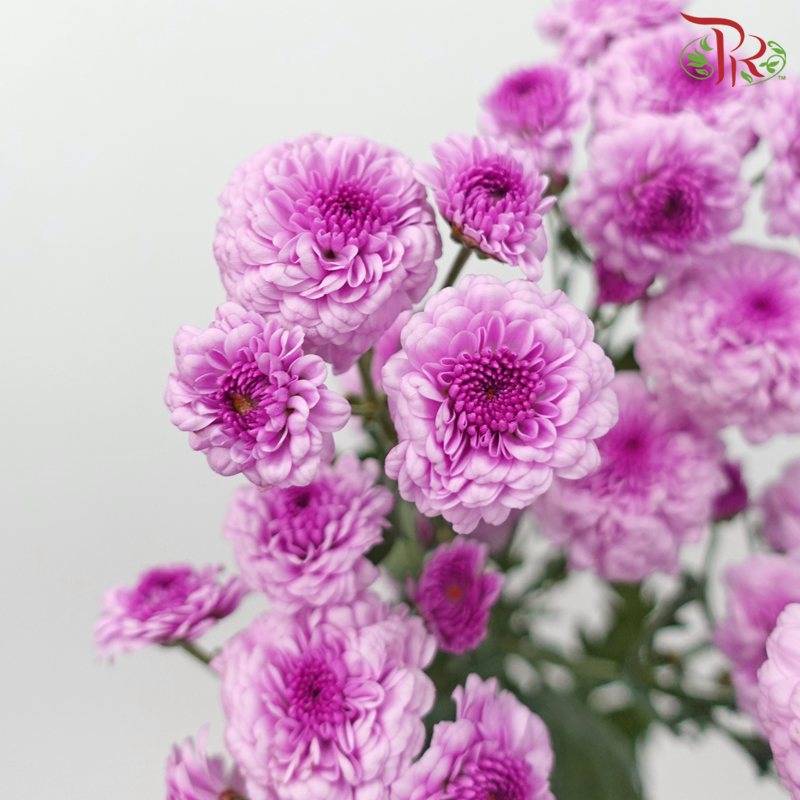 Chrysanthemum Button Pompom -  Purple (Per Bunch) - Pudu Ria Florist