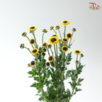 Chrysanthemum Pom Pom - Yin Yang Yellow  (12 Stems)