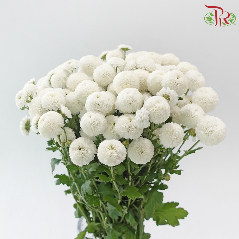 Chrysanthemum Pompom -  Button White (12 Stems)