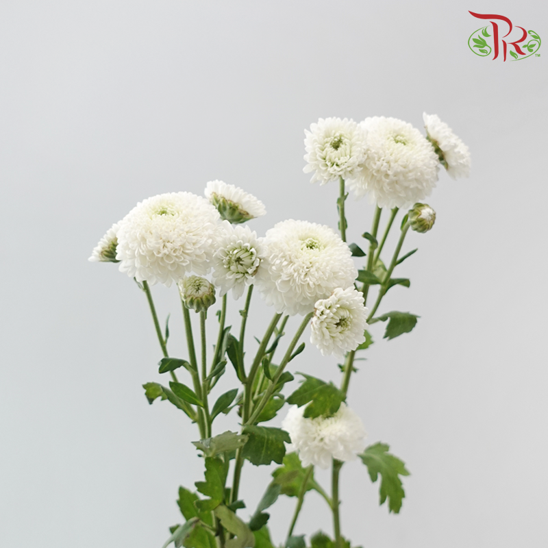 Chrysanthemum Pompom -  Button White (12 Stems)