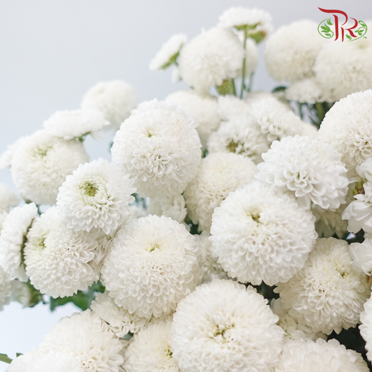 Chrysanthemum Pompom -  Button White (12 Stems)