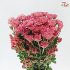 Chrysanthemum Pompom - Daisy Resq Chrysanthemum Deep Salmon Pink (12 Stems)