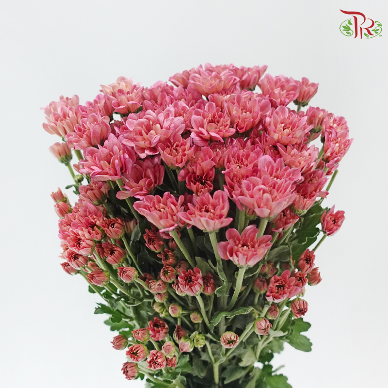 Chrysanthemum Pompom - Daisy Resq Chrysanthemum Deep Salmon Pink (12 Stems)