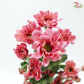 Chrysanthemum Pompom - Daisy Resq Chrysanthemum Deep Salmon Pink (12 Stems)
