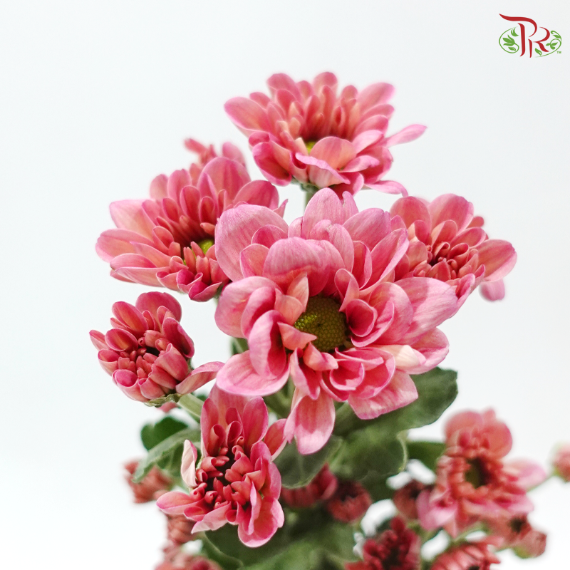Chrysanthemum Pompom - Daisy Resq Chrysanthemum Deep Salmon Pink (12 Stems)