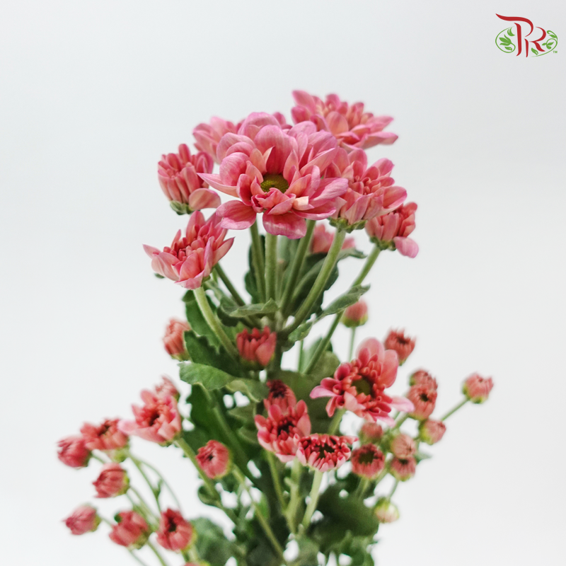 Chrysanthemum Pompom - Daisy Resq Chrysanthemum Deep Salmon Pink (12 Stems)