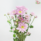 Chrysanthemum Pompom - Daisy Pink (12 Stems)