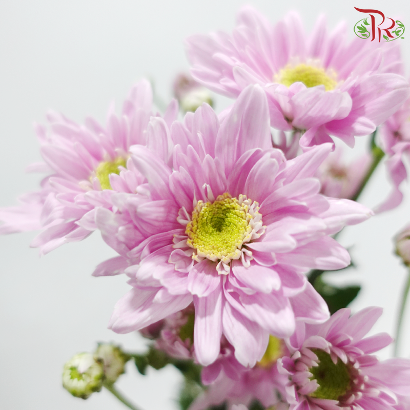 Chrysanthemum Pompom - Daisy Pink (12 Stems)