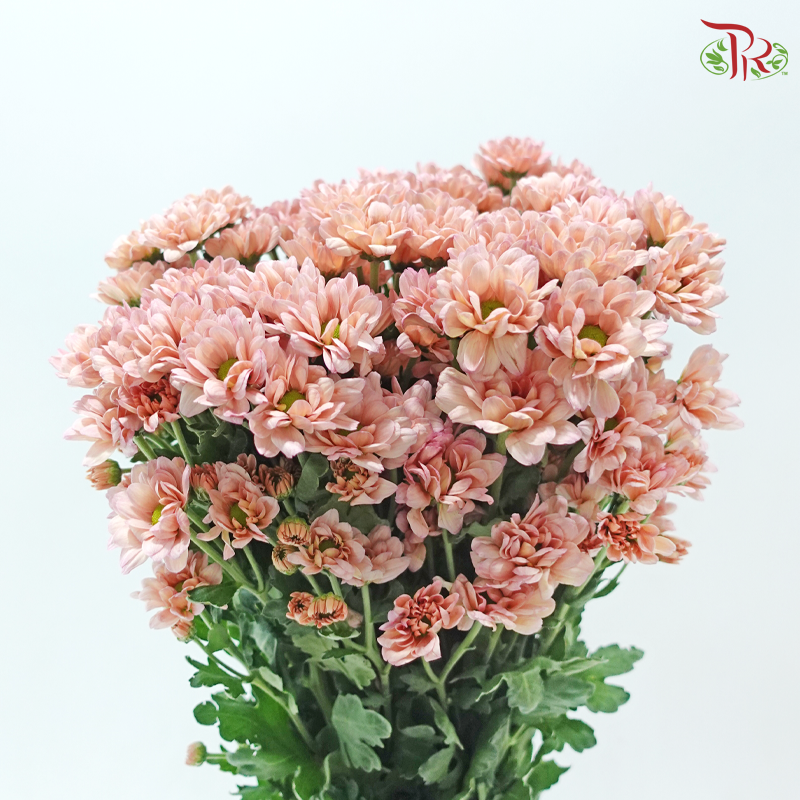Chrysanthemum Pompom - Daisy Resq Chrysanthemum Salmon (12 Stems)