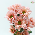 Chrysanthemum Pompom - Daisy Resq Chrysanthemum Salmon (12 Stems)