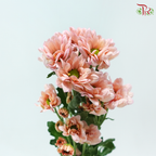 Chrysanthemum Pompom - Daisy Resq Chrysanthemum Salmon (12 Stems)