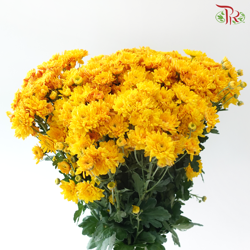Chrysanthemum Pom Pom - Golden Glow (12 Stems)