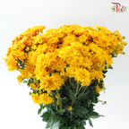 Chrysanthemum Pom Pom - Golden Glow (12 Stems)