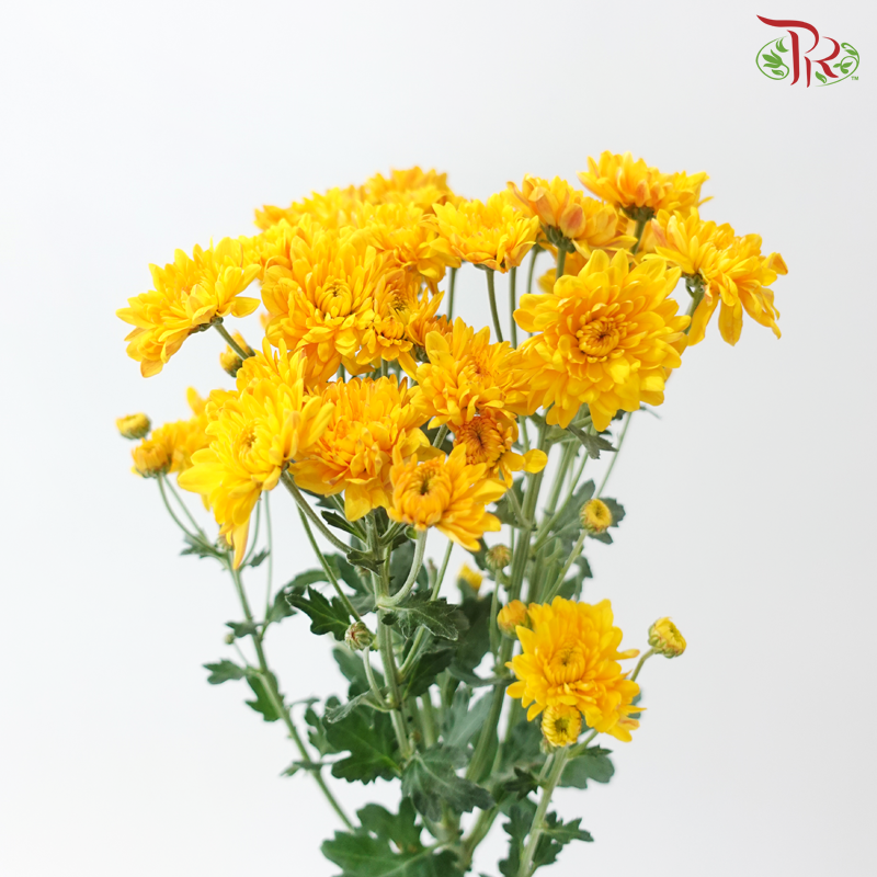 Chrysanthemum Pom Pom - Golden Glow (12 Stems)