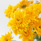 Chrysanthemum Pom Pom - Golden Glow (12 Stems)