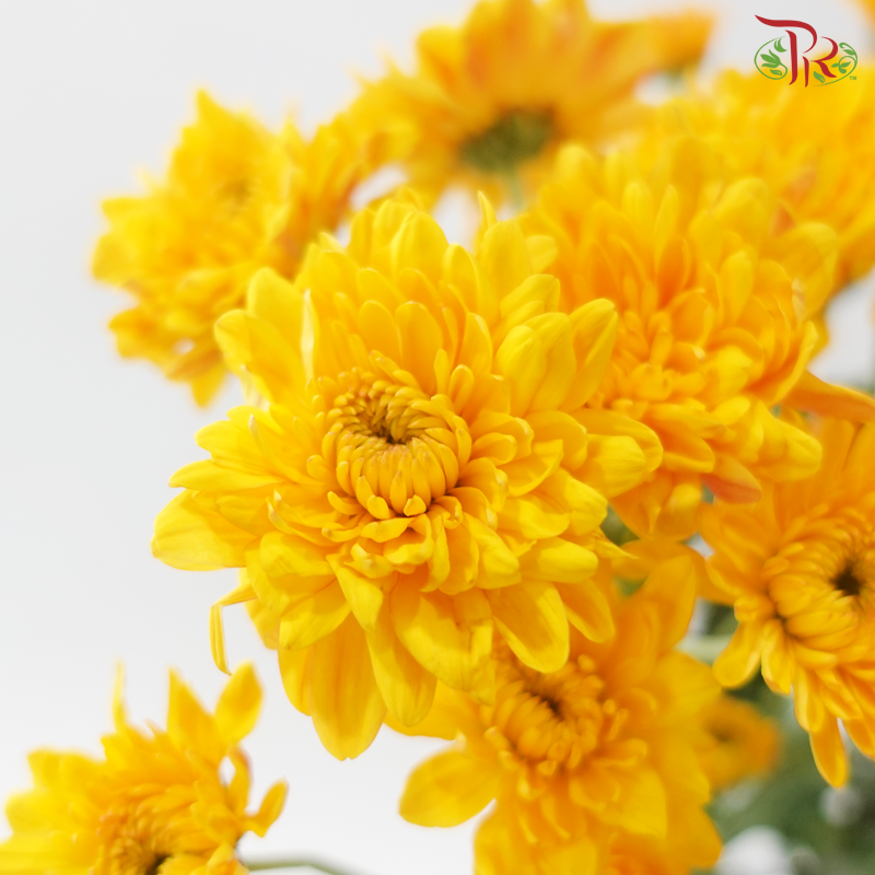Chrysanthemum Pom Pom - Golden Glow (12 Stems)