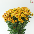 Calimero Mini Chrysanthemum - Yellow With Brown Heart (Per Bunch)
