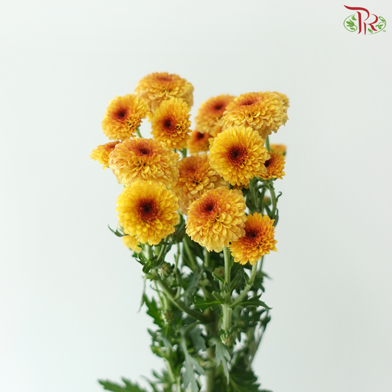 Calimero Mini Chrysanthemum - Yellow With Brown Heart (Per Bunch)