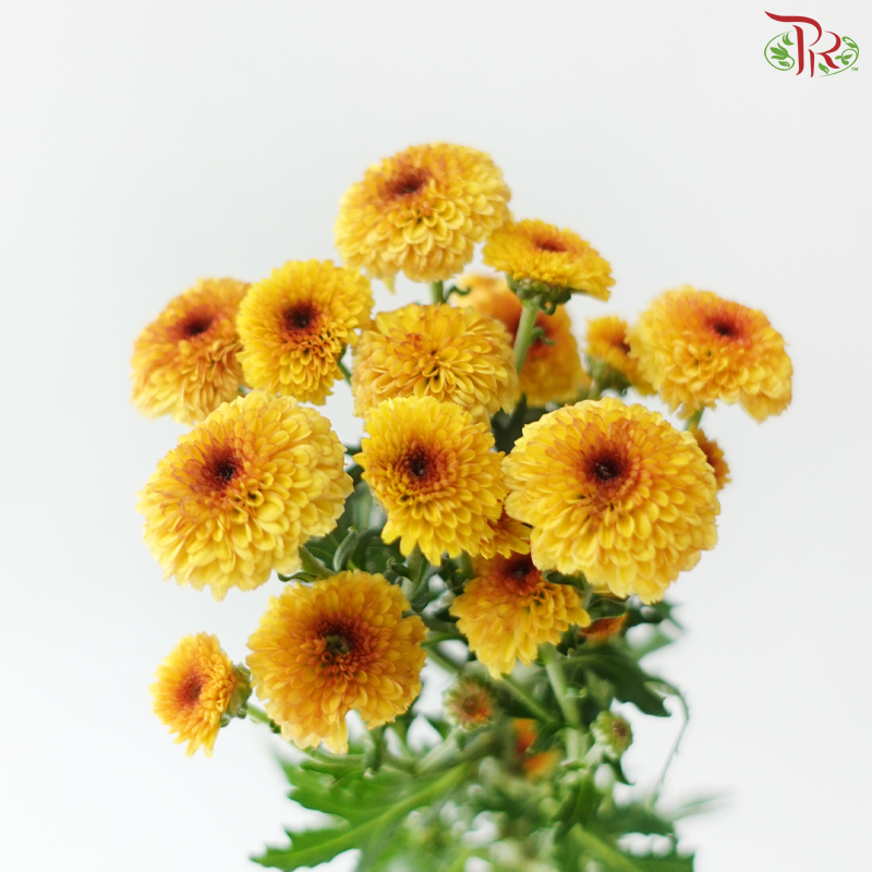Calimero Mini Chrysanthemum - Yellow With Brown Heart (Per Bunch)