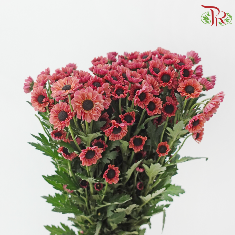 Chrysanthemum Pompom - Santini Chestnut Russet (12 Stems)