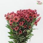Chrysanthemum Pompom - Santini Chestnut Russet (12 Stems)