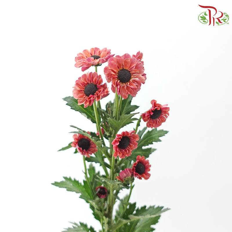 Chrysanthemum Pompom - Santini Chestnut Russet (12 Stems)