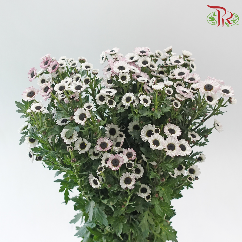 Chrysanthemum Pompom - Santini White With Little Pink (12 Stems)