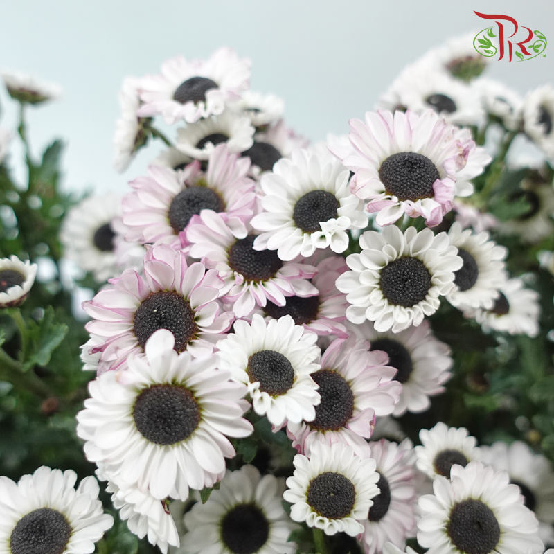 Chrysanthemum Pompom - Santini White With Little Pink (12 Stems)