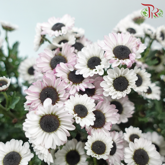 Chrysanthemum Pompom - Santini White With Little Pink (12 Stems)