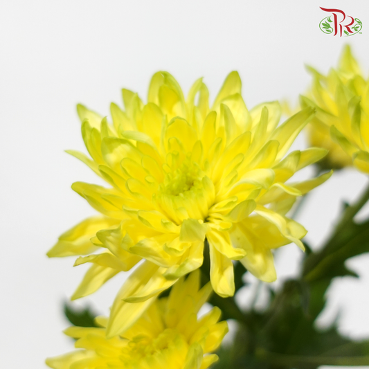 Chrysanthemum Pompom - Baltica Bicolour Yellow & Green (12 Stems)
