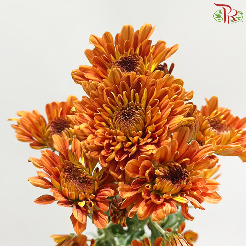 Chrysanthemum Pompom - Baltica Orange Brown (12 Stems)