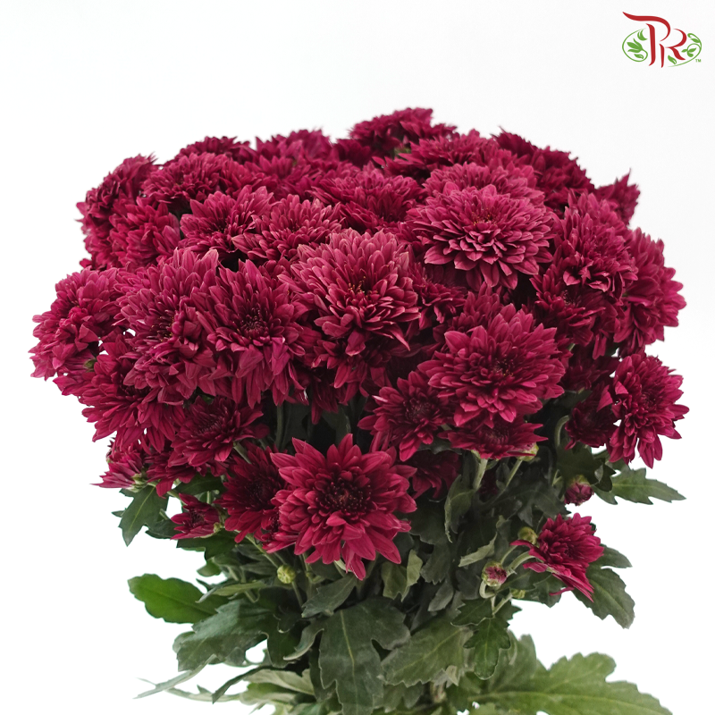 Chrysanthemum Pompom - Full Maroon (12 Stems)