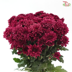 Chrysanthemum Pompom - Full Maroon (12 Stems)