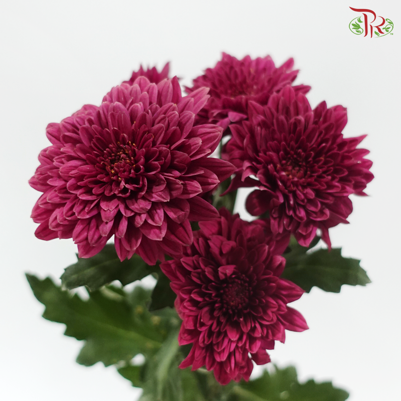 Chrysanthemum Pompom - Full Maroon (12 Stems)