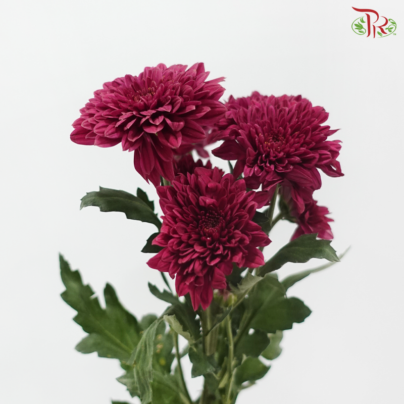 Chrysanthemum Pompom - Full Maroon (12 Stems)