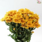Chrysanthemum Pompom - Mustard Gold (12 Stems)