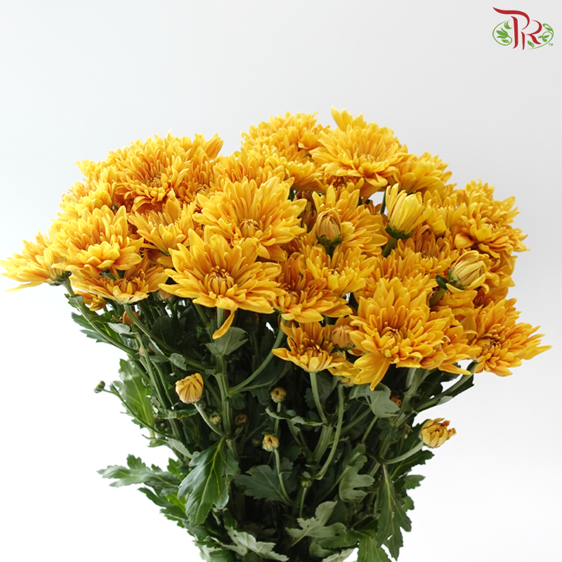 Chrysanthemum Pompom - Mustard Gold (12 Stems)