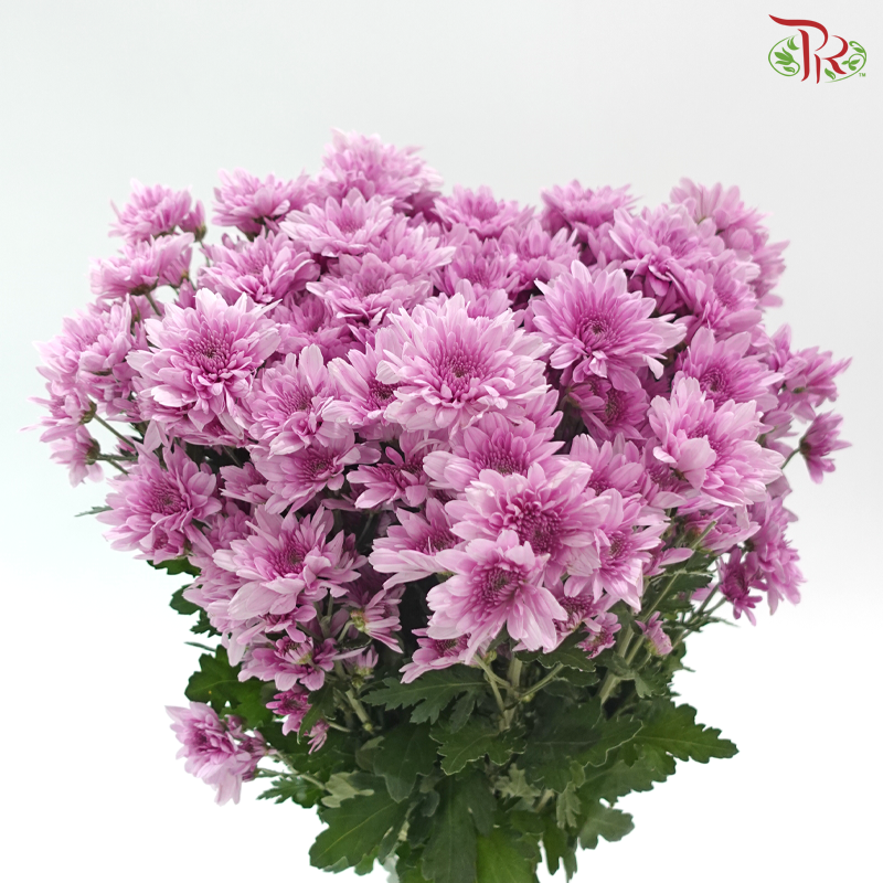 Chrysanthemum Pompom - Purple (12 Stems)